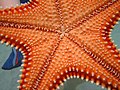 Stella marina caraibica (Oreaster reticulatus), Bahia de la Chiva, Vieques, Porto Rico.