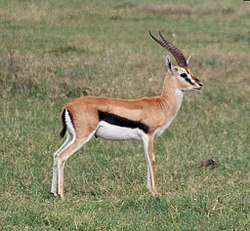 Thomsongazelle