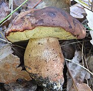 Le Bolet odorant (Lanmaoa fragrans), comestible moyen.