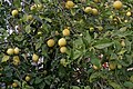 Lemon tree