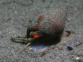 Nassarius fossatus da família Nassariidae