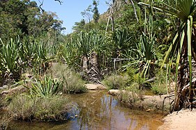 Pandanus dans le parc national