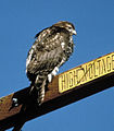 Rough-legged buzzard