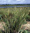 Miniatura para Spartina densiflora