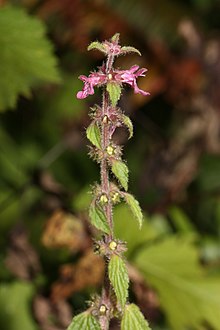 Stachys cooleyae