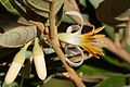 Styrax ferrugineus