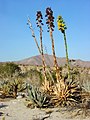 Noodah (Agave deserti)