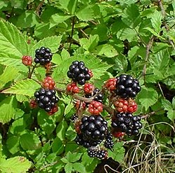 Rubus fruticosus (kupina)