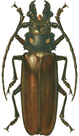 Callipogon relictus