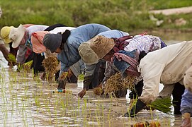 De-kamay na pagtatanim ng palay sa Kambodya