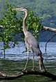 Great Blue Heron - Harriman State Park