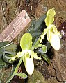 Paphiopedilum primulinum