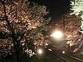 ライトアップされた桜と電車