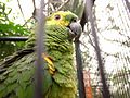 アオボウシインコ