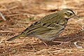 Olive-backed pipit