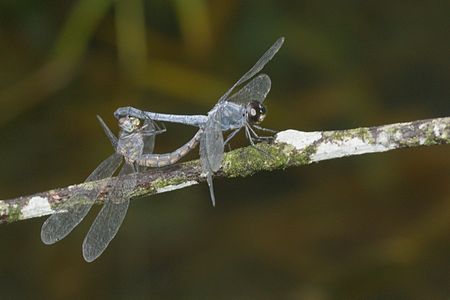 Brachydiplax sobrina (ഇണചേരുന്നു)