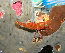 Une crevette danseuse aux yeux verts (Cinetorhynchus reticulatus)