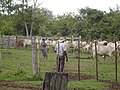 Ganado vacuno, Hato Santa Rosa, Apure - Venezuela