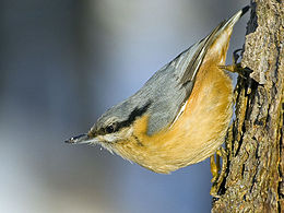 Bukutis (Sitta europaea)