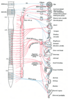 Autonomic ganglion