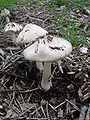 Volvariella gloiocephala