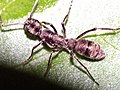 Diacamma rugosum, рабочий