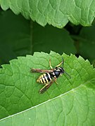 Dolichovespula omissa