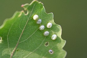 Egg