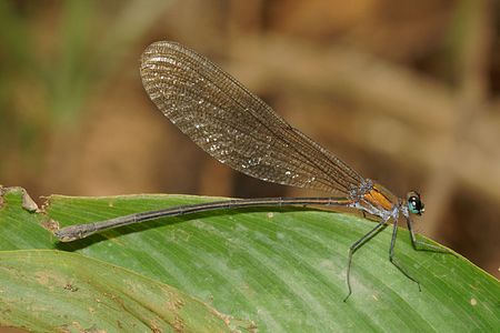 Vestalis submontana (പെൺതുമ്പി)