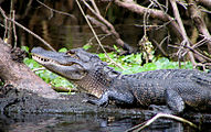 Alligator - Wekiwa Springs State Park