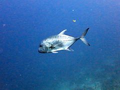 Une carangue à grosse tête (Caranx ignobilis)