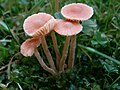 Laccaria laccata