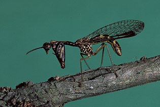 Mantispa sp.