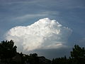 Pileus im Auflösungsstadium 27. Juli 2005 19.43 Uhr