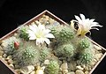 Rebutia albiflora je nejznámější bělokvětý druh, zároveň má nejmenší stonky. Aylostera.