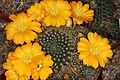 Rebutia marsoneri je nejdéle známý žlutokvětý druh. Rebutia.