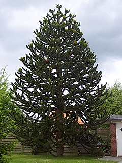 Araucaria araucana