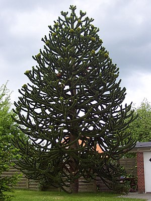 Chileensk araukaarie (Araucaria araucana)