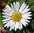 Kaunokaisen (Bellis perennis) mykerö.