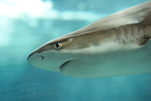 Un requin à pointes noires, à l'aquarium muséum de Liège (Belgique). (définition réelle 3 584 × 2 389)