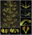 Liparis pingxiangensis (Asie, Chine)