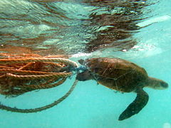 Une tortue olivâtre (Lepidochelys olivacea) prise dans un filet dérivant.