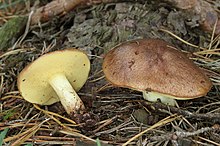 Suillus granulatus 2.jpg