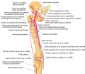 Thigh arteries schema es.svg, procedente de Thigh arteries schema.svg