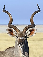 Koedoebul afgeneem naby Groot Okevi, Nasionale Etoshawildtuin, Namibië.