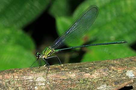 Vestalis submontana (പ്രായപൂർത്തി ആവാത്ത ആൺതുമ്പി)