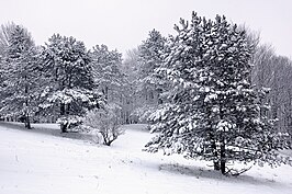 Midwinter in Zapovednik Oessoeriejski.