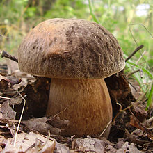 Boletus aereusBG crop.jpg