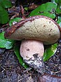 Boletus regineus