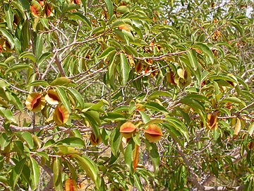 Feuilles et fruits.